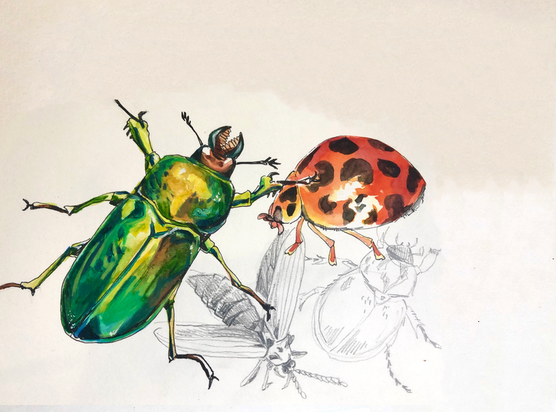 Beetles in Pen and Ink with Jessica Riese