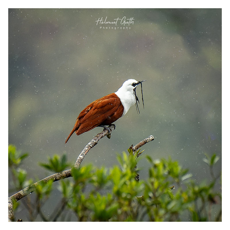 COSTA RICA Ultimate Nature Tour: 2027 - Expressions of Interest