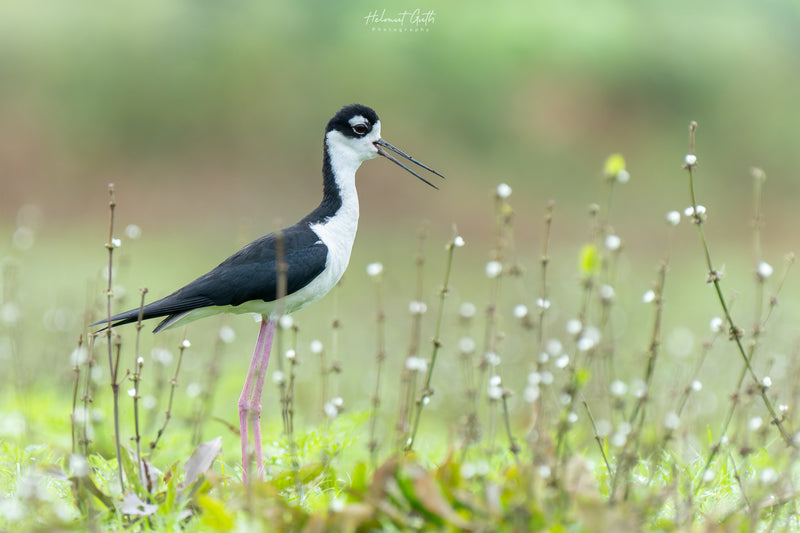 COSTA RICA Ultimate Nature Tour: 2027 - Expressions of Interest