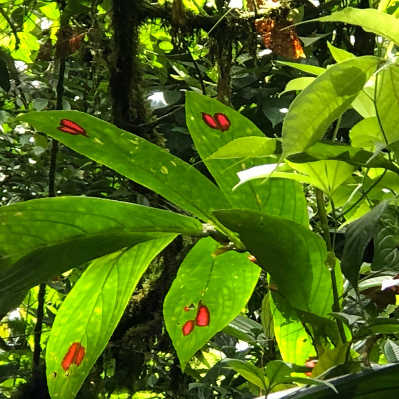 COSTA RICA Ultimate Nature Tour: 2027 - Expressions of Interest