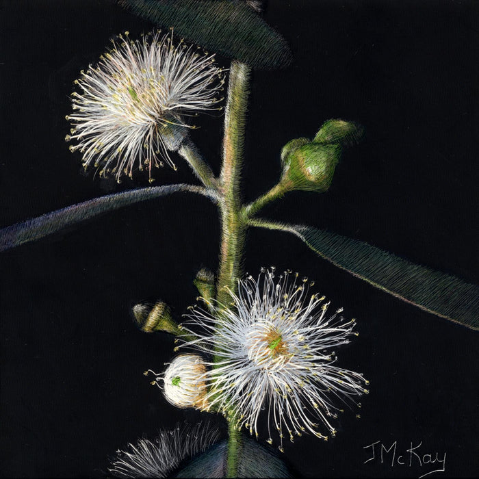 29-30 March 2025: Gum Blossoms on Scratchboard, with Joan McKay