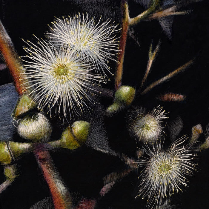 29-30 March 2025: Gum Blossoms on Scratchboard, with Joan McKay