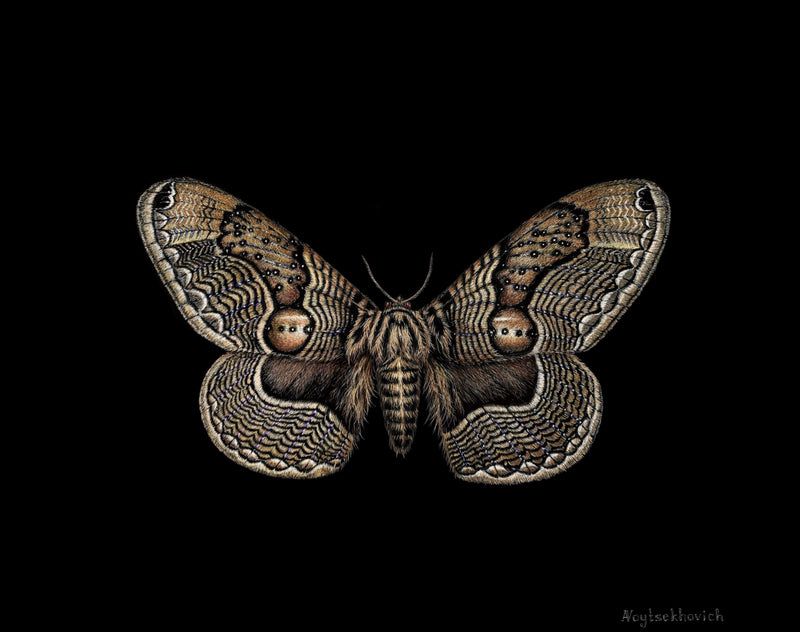 Special Promotion: Moths in Scratchboard Technique with Dr Anna Voytsekhovich (NEW!)