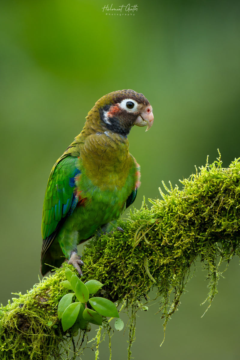 COSTA RICA Ultimate Nature Tour: 2027 - Expressions of Interest