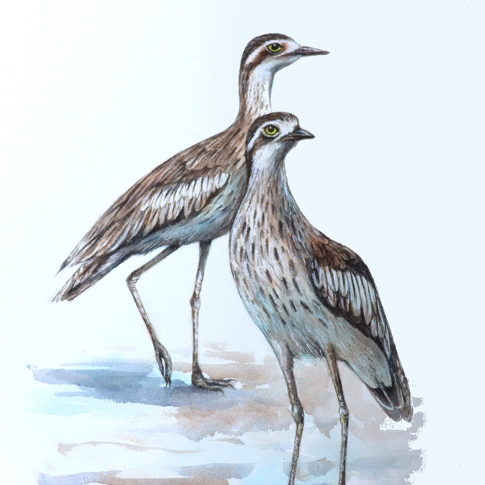 2 June 2024, Australian Bird Series: Bush Stone Curlew in Watercolour, with Lesley Wallington
