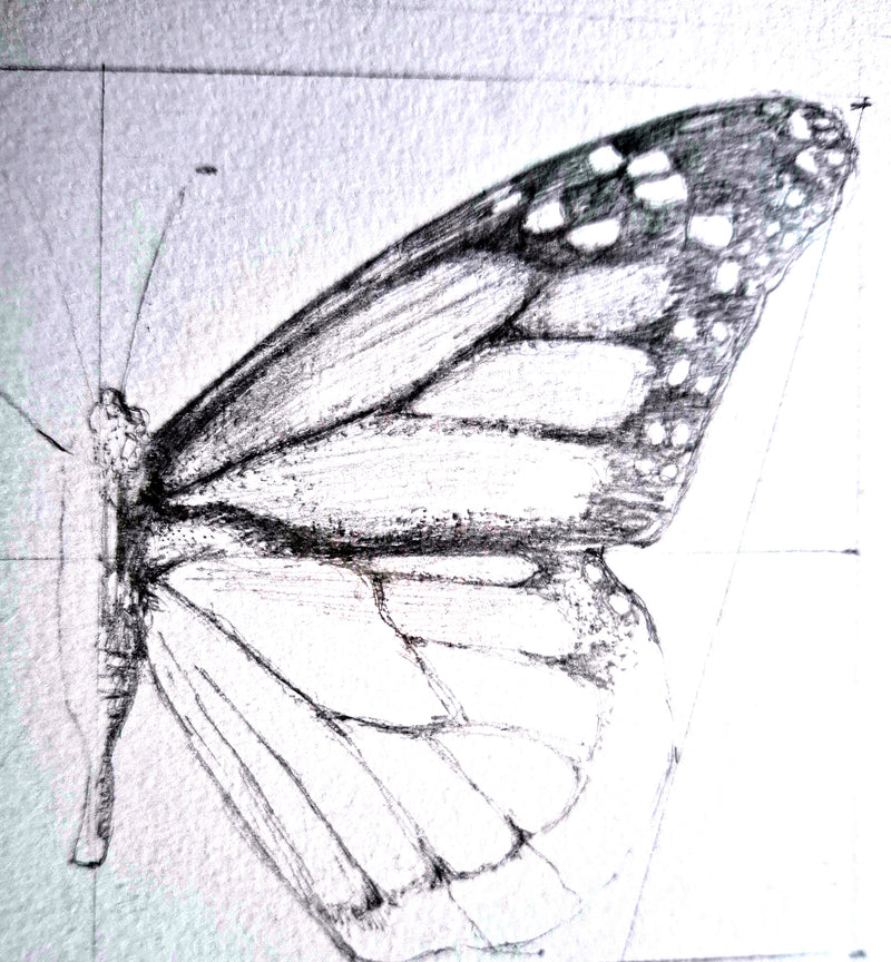 Patterns in Nature with Lesley Wallington — SPIRALS (NEW!)