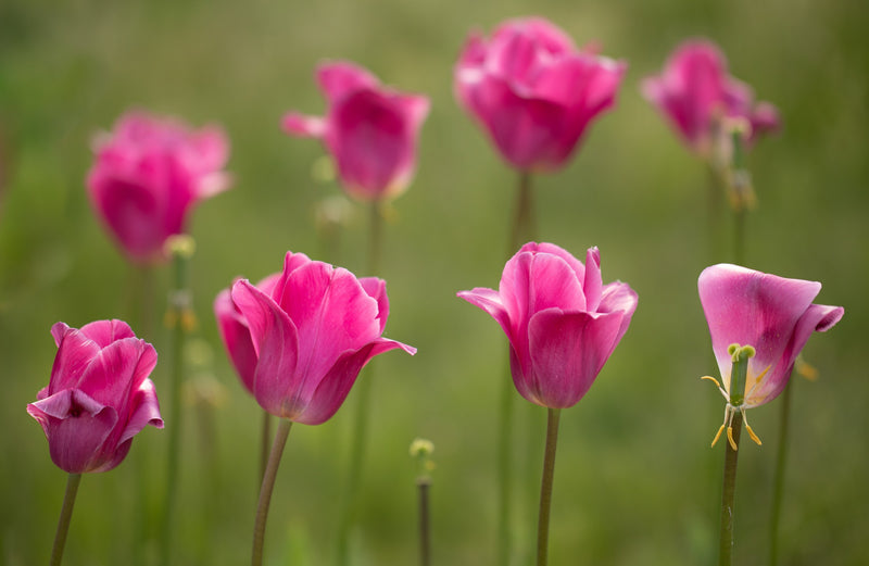 Floriade 2026 – 'Feast of Flowers' – Science and Nature, NatureArt Lab Workshops