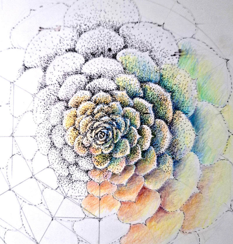 Patterns in Nature with Lesley Wallington — SPIRALS (NEW!)
