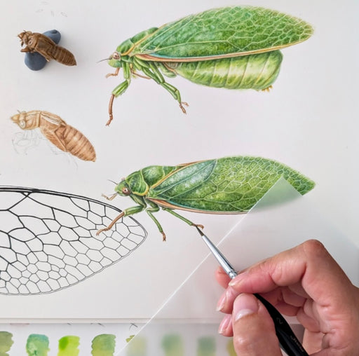 Hand painting a detailed illustration of a green insect with a white background