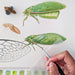 Hand painting a detailed illustration of a green insect with a white background