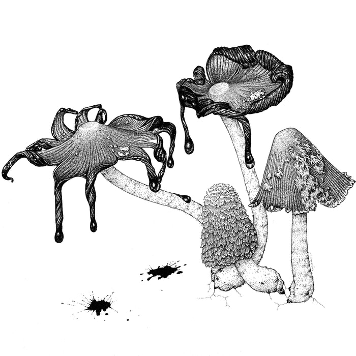 17 March 2024, FUNGI - DRAWING IN INK (ONLINE) - with Anna Voytsekhovich