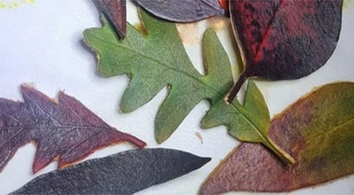 Close-up of various leaf shapes cut out in leather and stained with dye