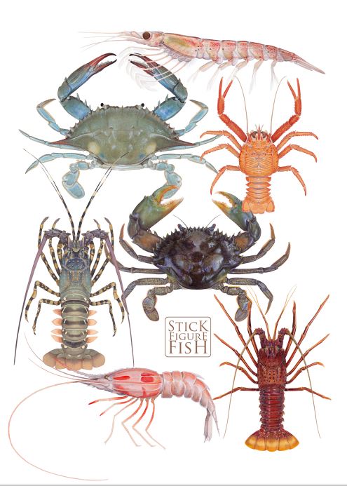 1-2 June 2024 - PAINTING CRUSTACEANS WITH ACRYLICS, with Dr Lindsay Marshall