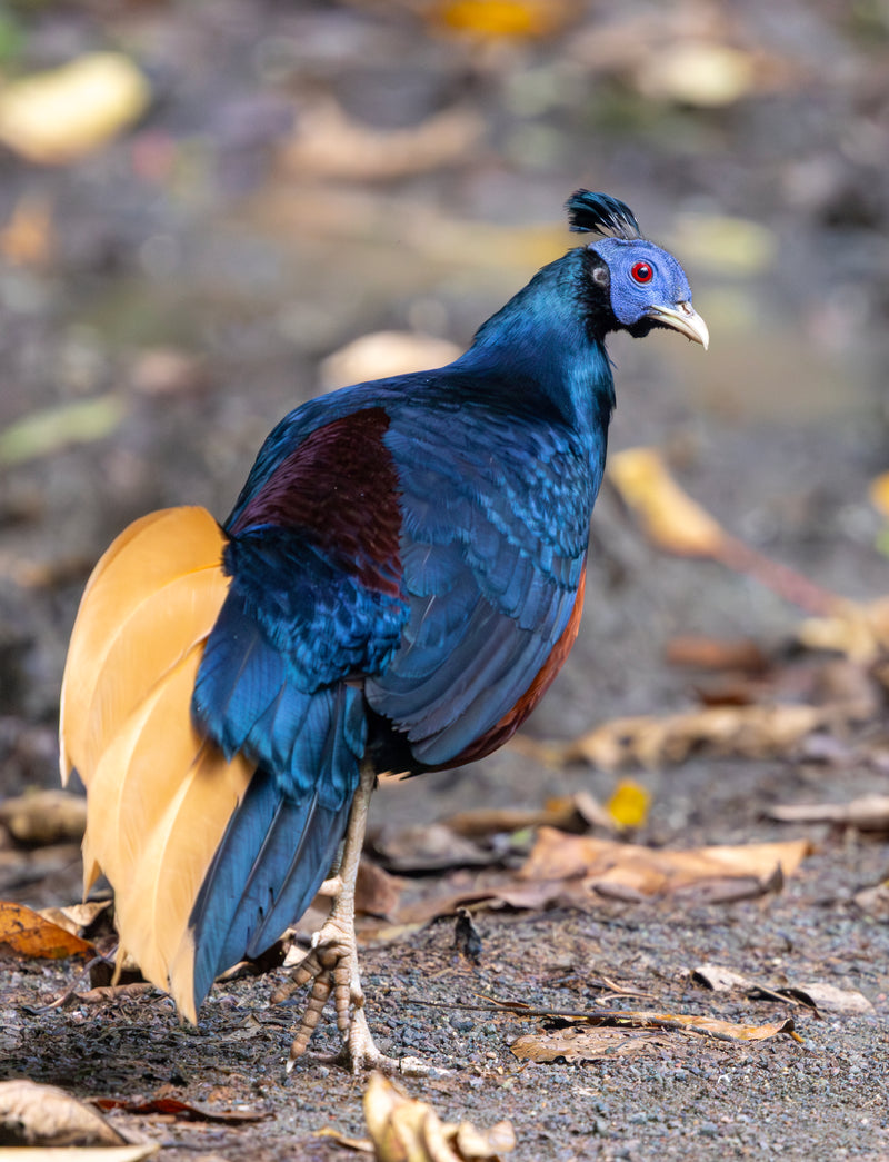BEST OF BORNEO NATURE TOUR, 16 - 26 October 2026 - $10,850.00 with optional extensions!