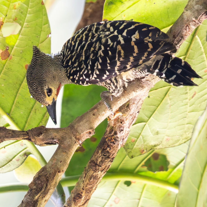 BEST OF BORNEO NATURE TOUR, 16 - 26 October 2026 - $10,850.00 with optional extensions!