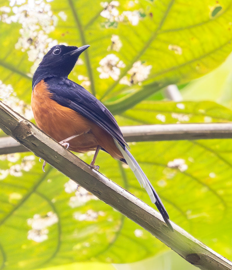 BEST OF BORNEO NATURE TOUR, 16 - 26 October 2026 - $10,850.00 with optional extensions!
