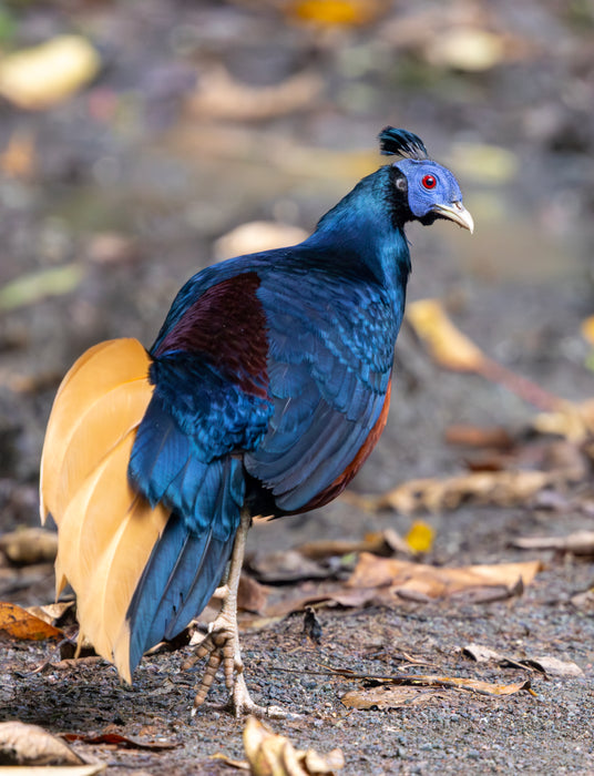 BEST OF BORNEO NATURE TOUR, 16 - 26 October 2026 - $10,850.00 with optional extensions!