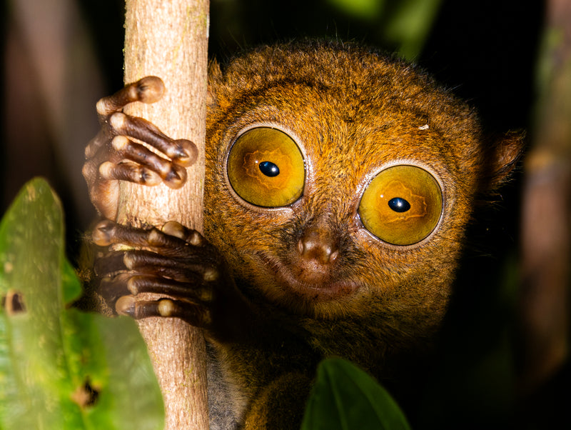 BEST OF BORNEO NATURE TOUR, 16 - 26 October 2026 - $10,850.00 with optional extensions!