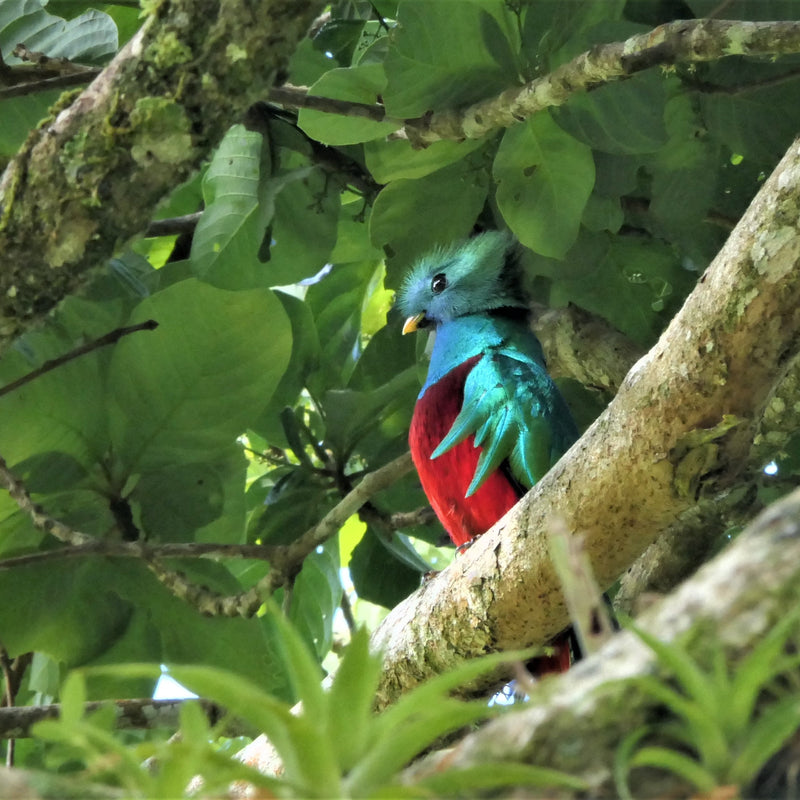 COSTA RICA Ultimate Nature Tour: 2027 - Expressions of Interest