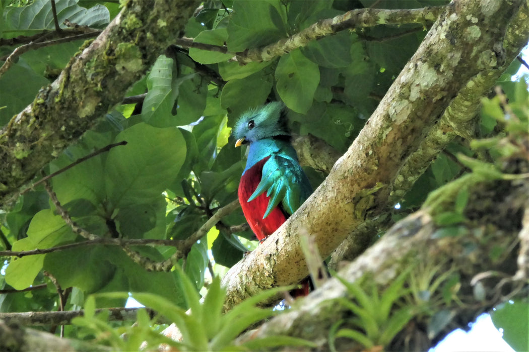 COSTA RICA Ultimate Nature Tour: 20 June - 6 July 2024 (17 days) - $10,870 plus $4,000 group return airfares! Limited places available.