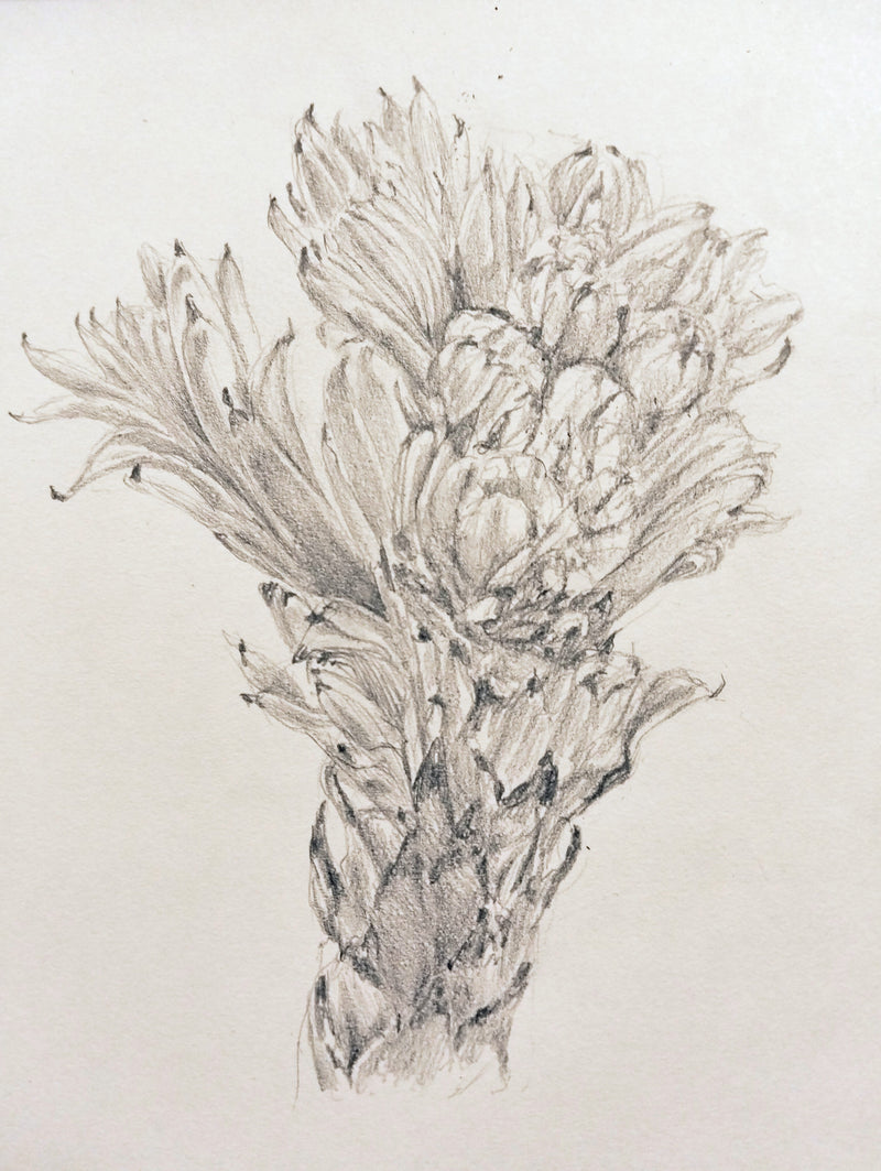 Winter in the woods - National Arboretum Arts and Photography Program