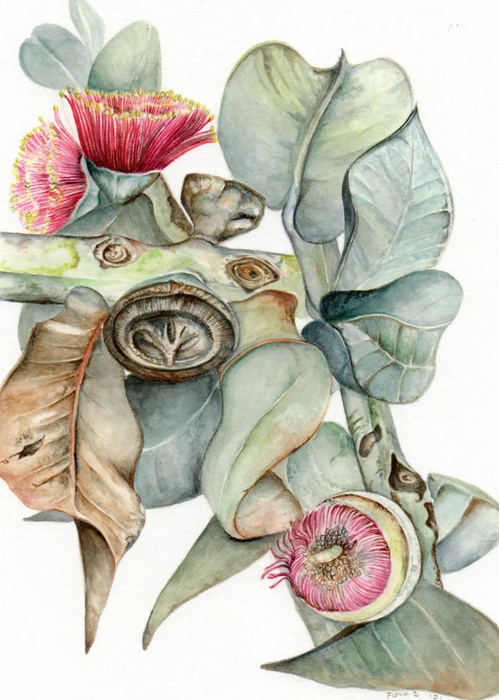 Eucalyptus macrocarpa - Australian Art Greeting Card