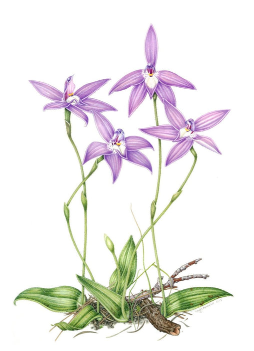 Waxlip Orchid - Australian Art Greeting Card