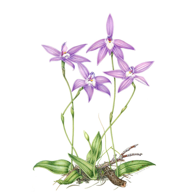 Special Promotion: Orchids in Watercolour with Dr Anna Voytsekhovich