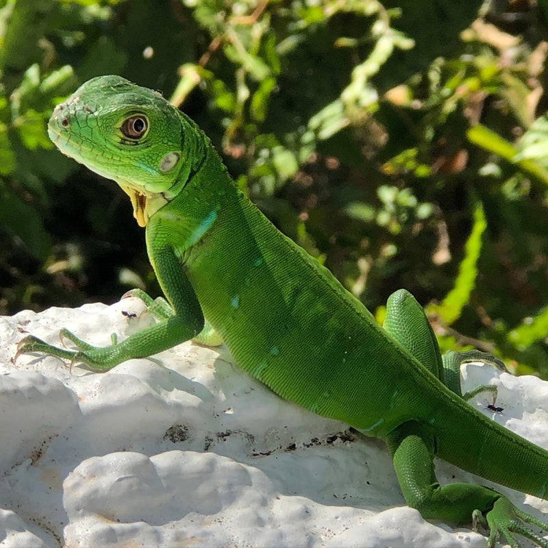COSTA RICA Ultimate Nature Tour: 2027 - Expressions of Interest