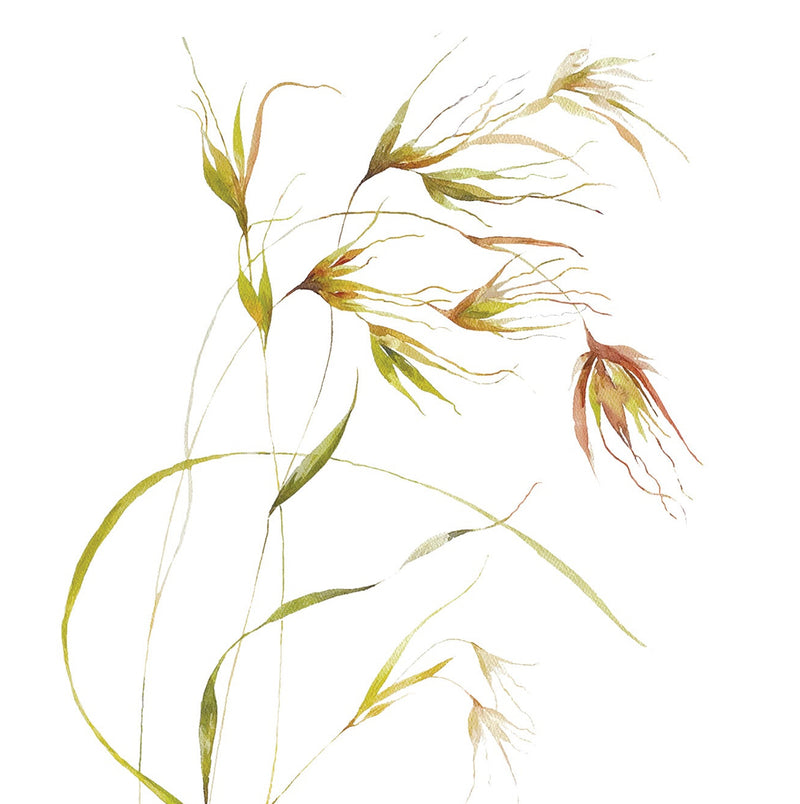 Card with kangaroo grass design and NatureArt Lab branding on a white background. The grass is delicate and waves gently in the wind
