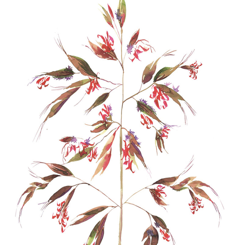 Green brown coloured  grass with red flowers with purple stamens on a white background. The plant stands tall with branched stems.
