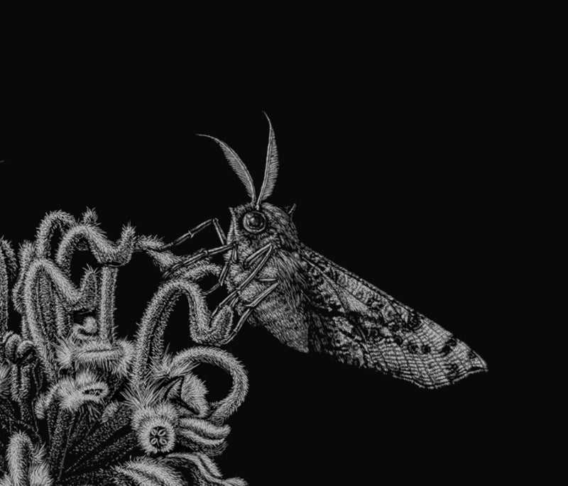 Special Promotion: Moths in Scratchboard Technique with Dr Anna Voytsekhovich (NEW!)