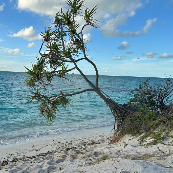 HERON ISLAND NATURE TOUR: 12-17 February 2025, Deposit of $965.00 to secure your place.