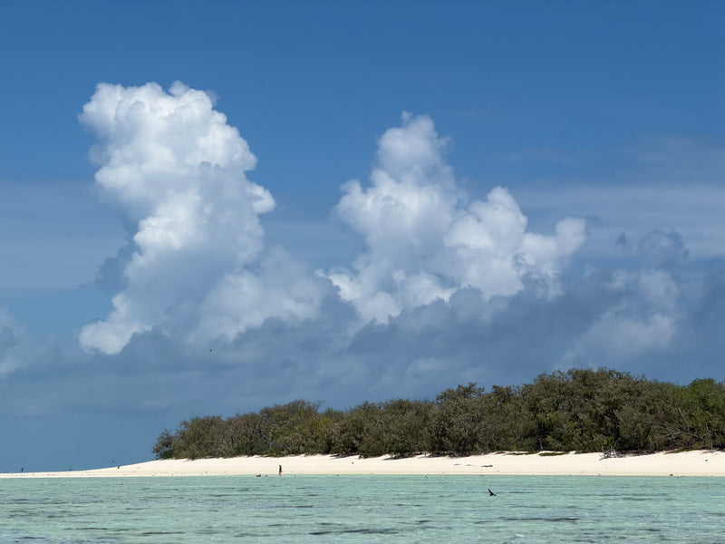 HERON ISLAND NATURE TOUR - ARTIST RETREAT: 17 – 22 February 2027 - $4,520.00