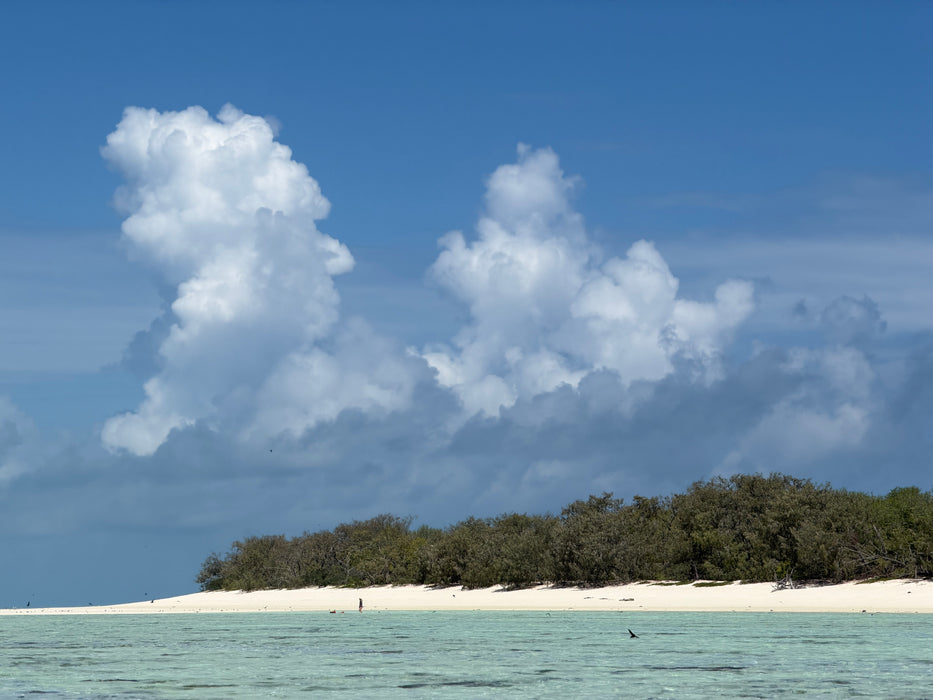HERON ISLAND NATURE TOUR - ARTIST RETREAT: 17 – 22 February 2027 - $4,520.00