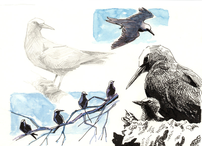 HERON ISLAND NATURE TOUR - ARTIST RETREAT: 17 – 22 February 2027 - $4,520.00