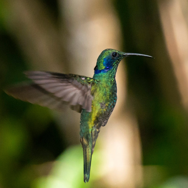 COSTA RICA Ultimate Nature Tour: 2027 - Expressions of Interest