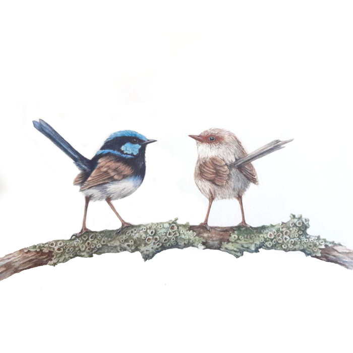 Australian Bird Series: Superb Fairy Wren in Watercolour with Lesley Wallington (NEW!)