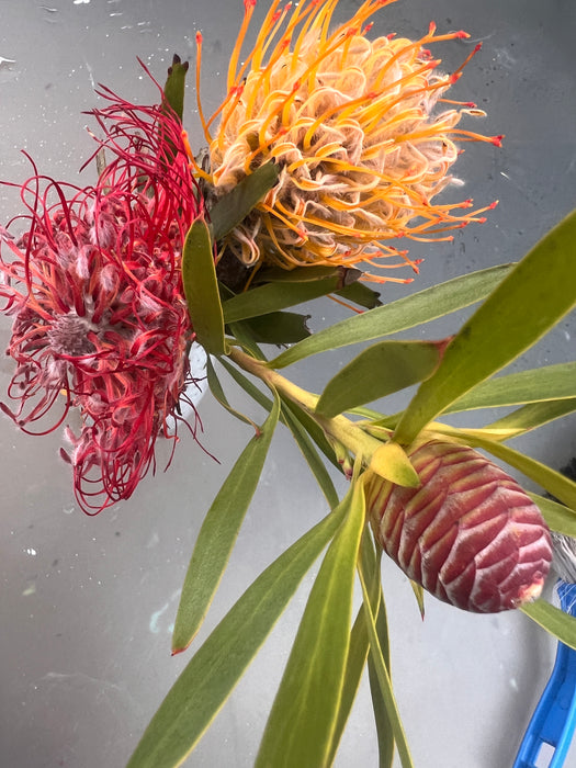 Floral Dreamlines – Abstracting Native Flowers with Caroline Reid (NEW)