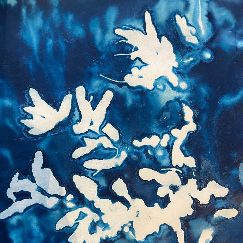 Blueprints of the Sea with Dr Inke Falkner (NEW!)