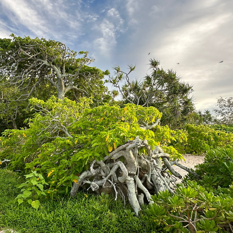 HERON ISLAND NATURE TOUR - ARTIST RETREAT: 17 – 22 February 2027 - $4,520.00