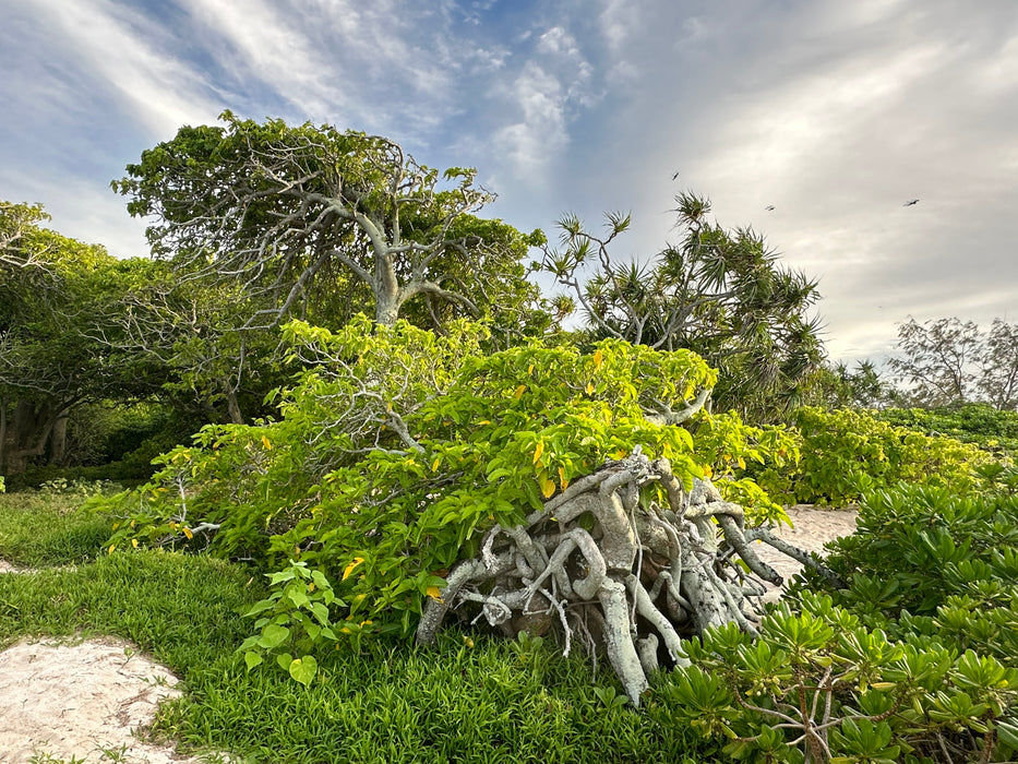 HERON ISLAND NATURE TOUR: 19 - 24 February 2025. Deposit of $965.00 to secure your place!