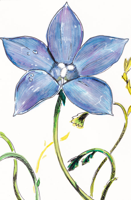 Australian Bluebell - Australian Art Greeting Card