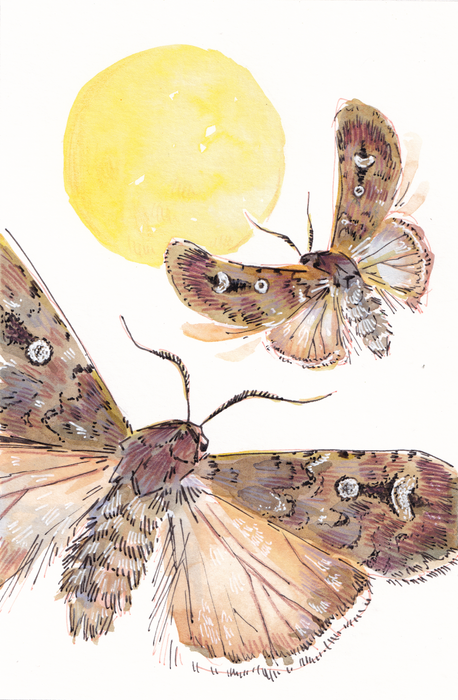 Bogong Moths - Australian Art Greeting Card