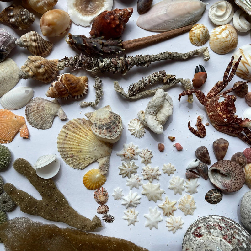 SOCIAL ART SESSIONS - free for NatureArt Lab members Canberra ($20.00 per session for non-members)