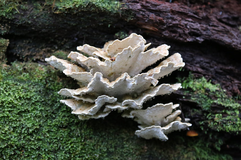 Tasmania Fungi Season Nature Experience, May 2027 - $6,800.00 Bookings Now Open!