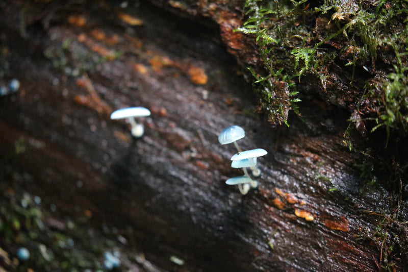 Tasmania Fungi Season Nature Experience, May 2027 - $6,800.00 Bookings Now Open!