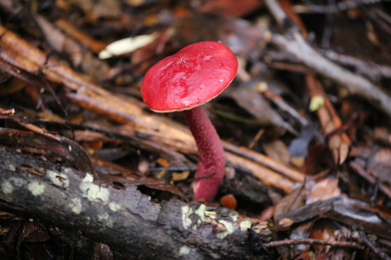 Tasmania Fungi Season Nature Experience, May 2027 - $6,800.00 Bookings Now Open!