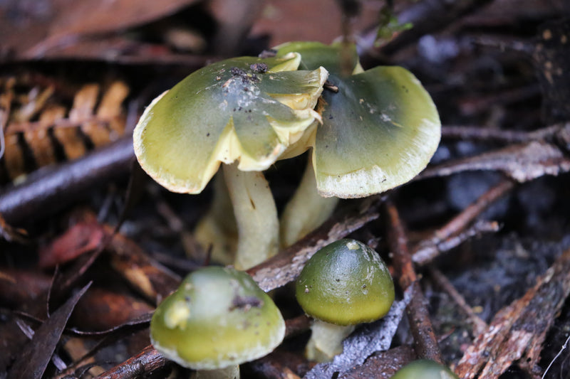 Tasmania Fungi Season Nature Experience, May 2027 - $6,800.00 Bookings Now Open!