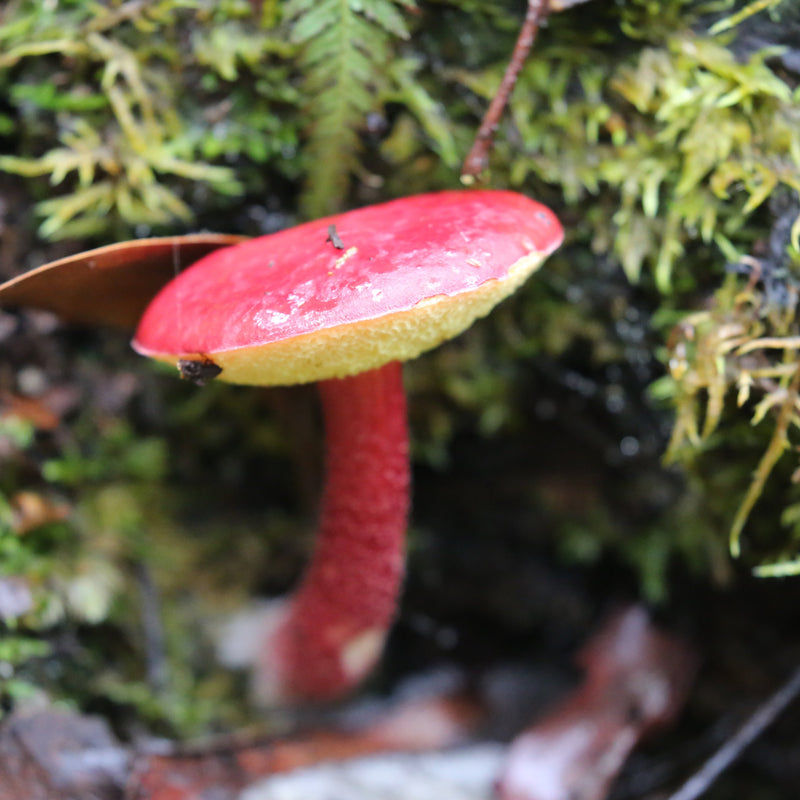 Tasmania Fungi Season Nature Experience, May 2027 - $6,800.00 Bookings Now Open!